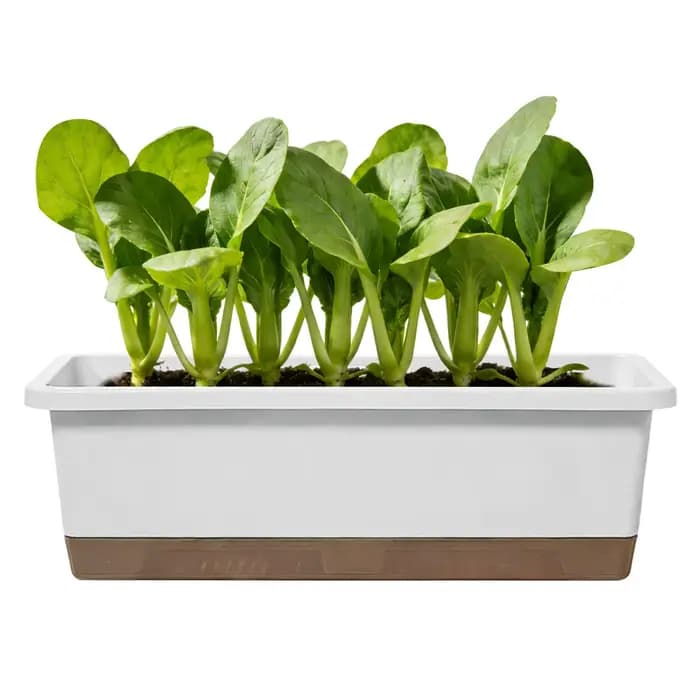Jardinière auto-arrosante pour la culture de légumes d'intérieur et sur balcon