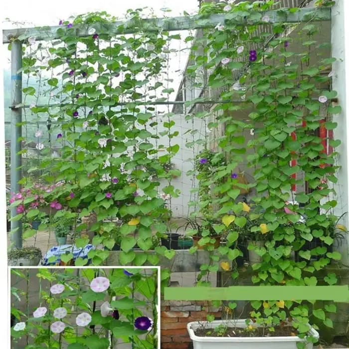 Filet en treillis robuste pour plantes grimpantes