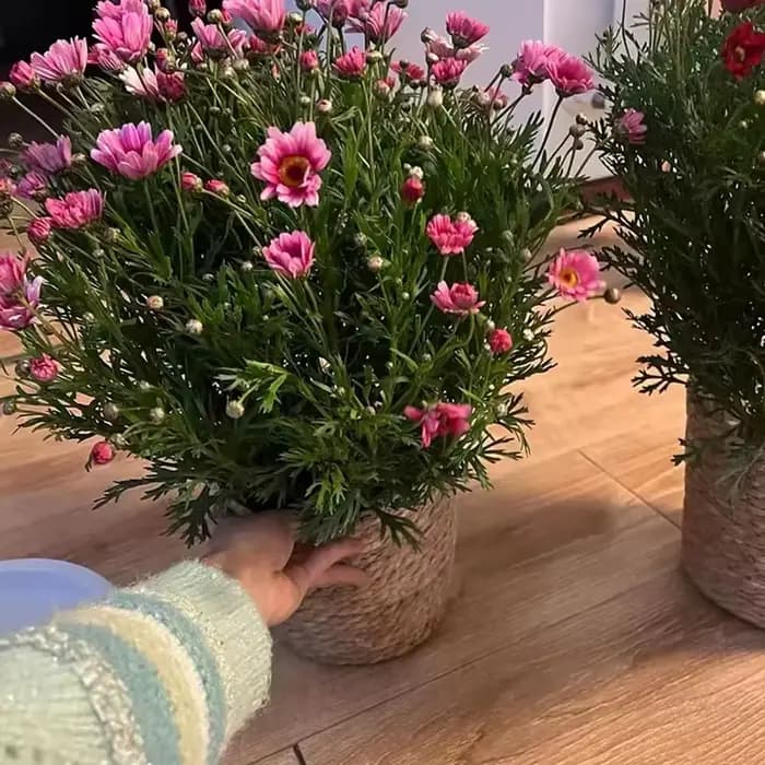 Pot de fleurs pour terrasse de jardin