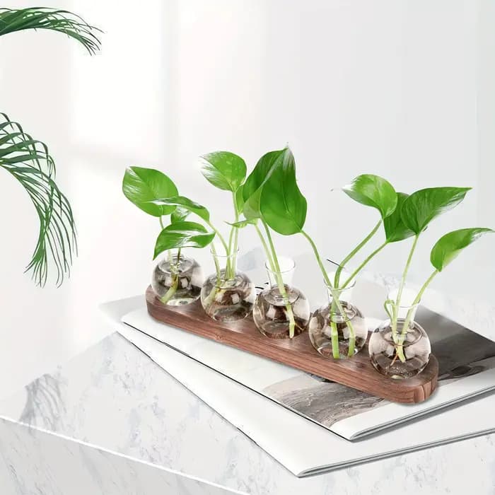 Vase en verre pour Terrarium de plantes