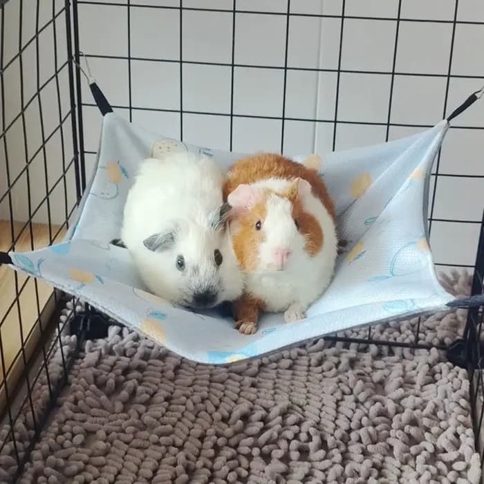 Hamac double face pour cochon d'Inde en soie glacée, doux pour la peau, hamac pour hamster avec 4 crochets, accessoires pour petits animaux