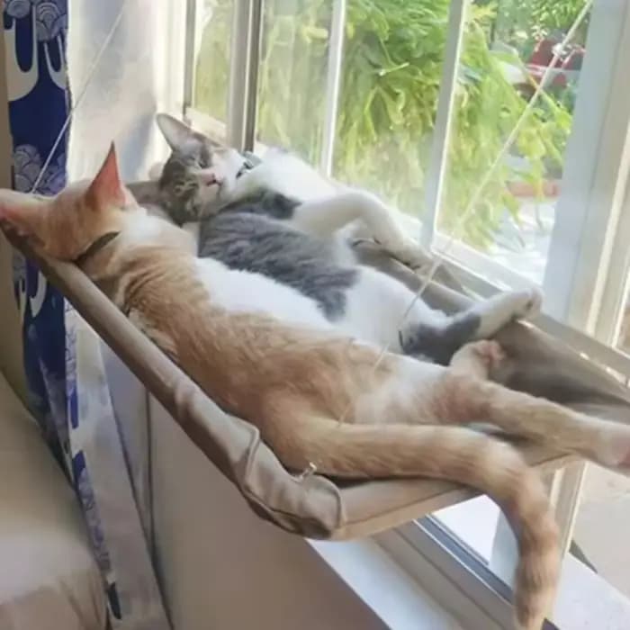 Hamac suspendu pour chat de 20 kg – Confortable