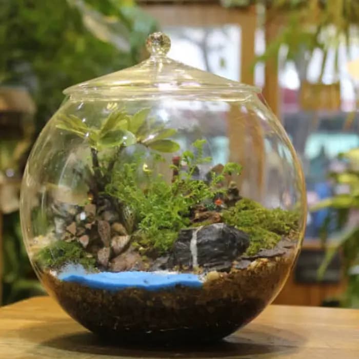 Pot de terrarium en verre scellé, pièce maîtresse de bricolage, pot de rangement pour plantes, jardi