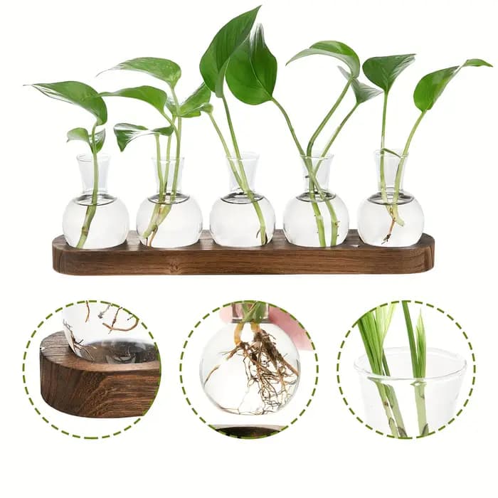 Vase en verre pour Terrarium de plantes
