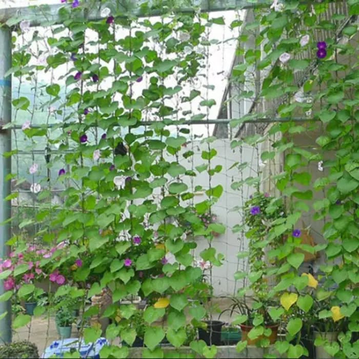 Filet en treillis robuste pour plantes grimpantes