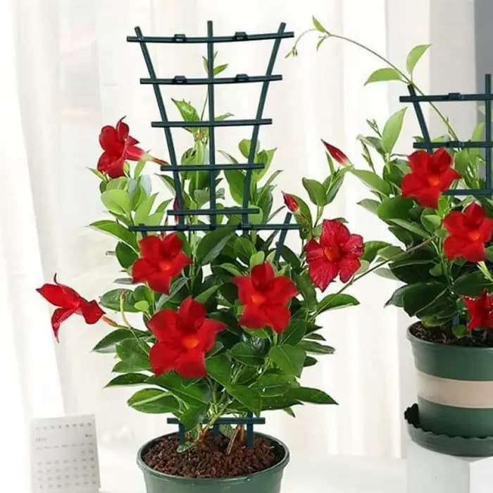 Petit treillis pour plantes en pot