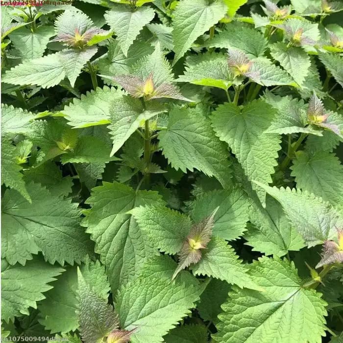 Patchouli sec de qualité, polyvalent, utilisé pour l'artisanat quotidien, parfum de savon, fabrication de parfum de maison, décoration de la maison