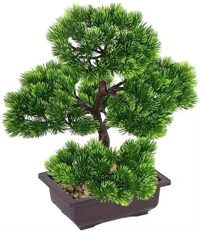 Plante bonsaï de pin japonais pour la décoration de la maison